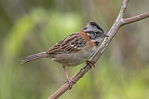 Rufous-collared sparrow (Zonotrichia capensis costaricensis) 2.jpg