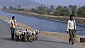 Shepherds, Chambal, India