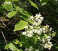 Staphylea colchica 01