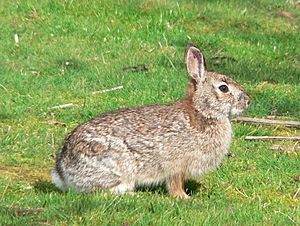 Sylvilagus bachmani 01035t