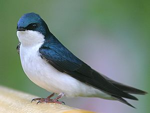 Tachycineta bicolor1