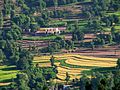 Terrace Farming (2877646816)