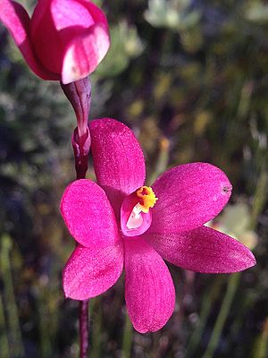 Thelymitra x macmillanii.jpg