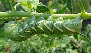 Tomato hornworm