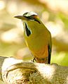 Turquoise-browed Motmot