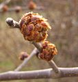 Ulmus rubra flower buds