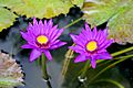 Water Lily in Thailand