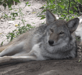 Westerncoywolf