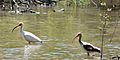 White Ibis (Eudocimus albus) showing adult (left) and immature (right) plumage, Trinity River National Wildlife Refuge, Texas