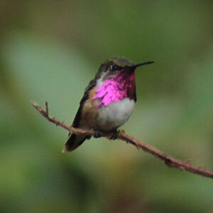 Wine-throated Hummingbird (Atthis ellioti).jpg