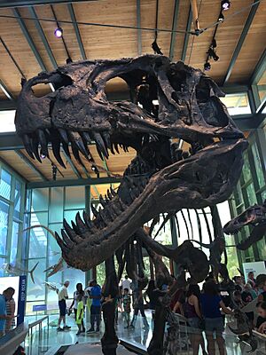 Witte Museum Acrocanthosaurus