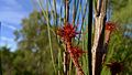 Allocasuarina distyla flowers 1