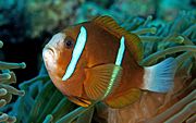 Amphiprion akindynos RLS