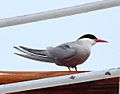 Antarctic tern - Sterna vittata