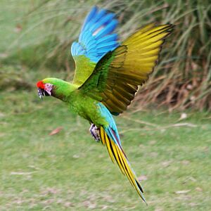 Ara militaris -Whipsnade Zoo -flying-8a-4c