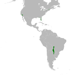 Aratinga nenday map.svg