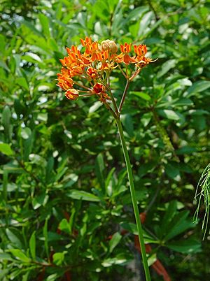 Asclepias lanceolata plant.jpg