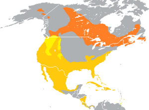 Aythya collaris range map.png