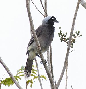 Azure-naped Jay.jpg