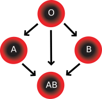 Blood Compatibility