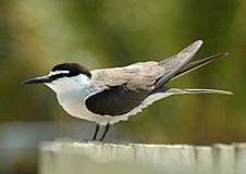 Bridled Tern LEI Nov06.JPG