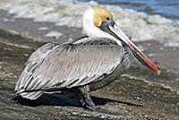 Brown Pelican21K.jpg