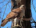 Buteo jamaicensis -John Heinz National Wildlife Refuge at Tinicum, Pennsylvania, USA-8