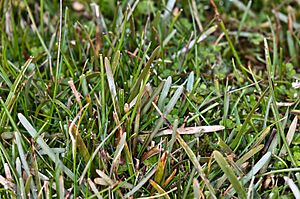 Carex berggrenii Petrie (AM AK330997).jpg