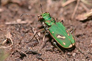 Cicindela ohlone.jpg