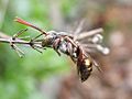 Cuckoo bee