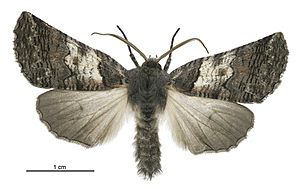 Declana griseata male.jpg