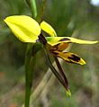 Diuris maculata 1