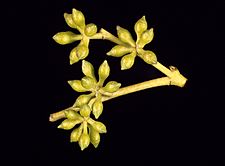 Eucalyptus acaciiformis buds