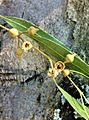 Eucalyptus camaldulensis - buds