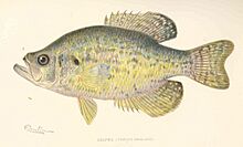 FMIB 41910 Crappie (Pomoxis annularis).jpeg