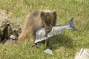 Fox with fish