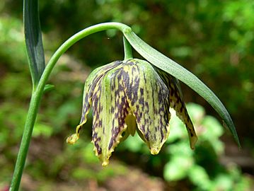 Fritillaria affinis 2