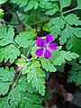 GT Herb Robert