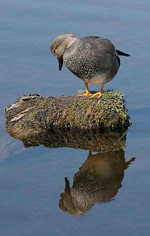 Gadwall drake