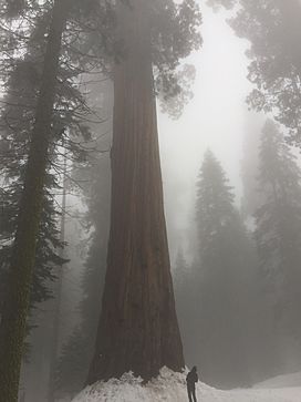 Giganteum Sequoiadendron 2019.jpg