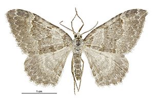 Gingidiobora subobscurata male.jpg