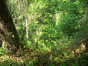 Gold Head Branch SP ravine02.jpg