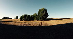 Grassland, Hindmarsh Island