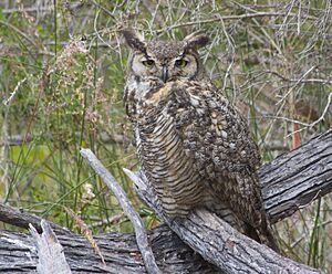 Great-horned owl (5787663134).jpg