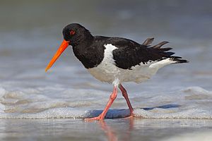 Haematopus ostralegus He