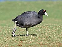 Hawaiian Coot RWD6