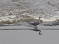 Heron on the Irwell at Bury