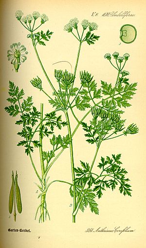 Illustration Anthriscus cerefolium0