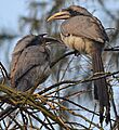 Indian GreyHornbill