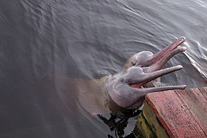 Inia geofrensis río Negro